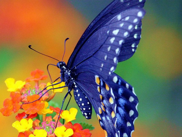 Все о бабочках в Ханты-Мансийске | ЗооТом портал о животных