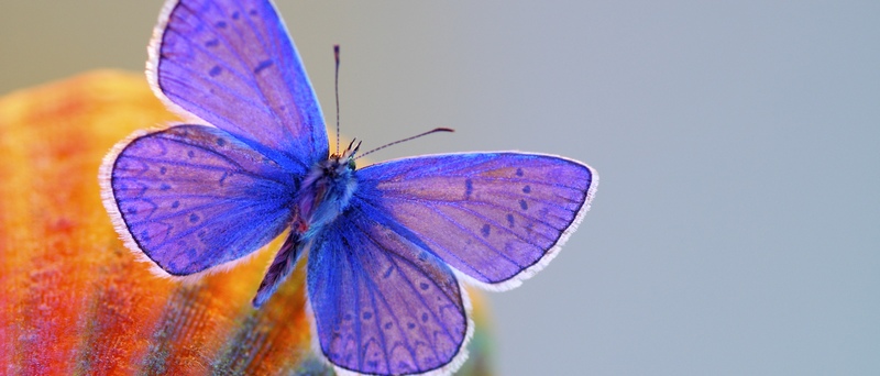 Все о бабочках в Ханты-Мансийске | ЗооТом портал о животных