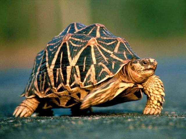 Все о черепахах в Ханты-Мансийске | ЗооТом портал о животных