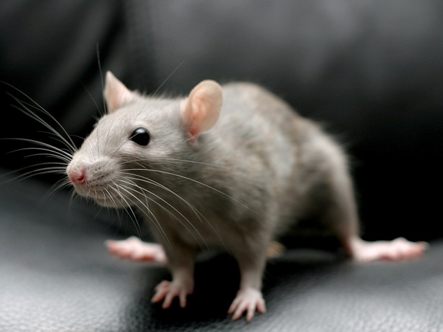 Все о крысах в Ханты-Мансийске | ЗооТом портал о животных