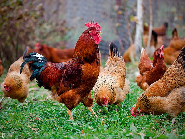 Породы куриц | ЗооТом - продажа, вязка и услуги для животных в Ханты-Мансийске