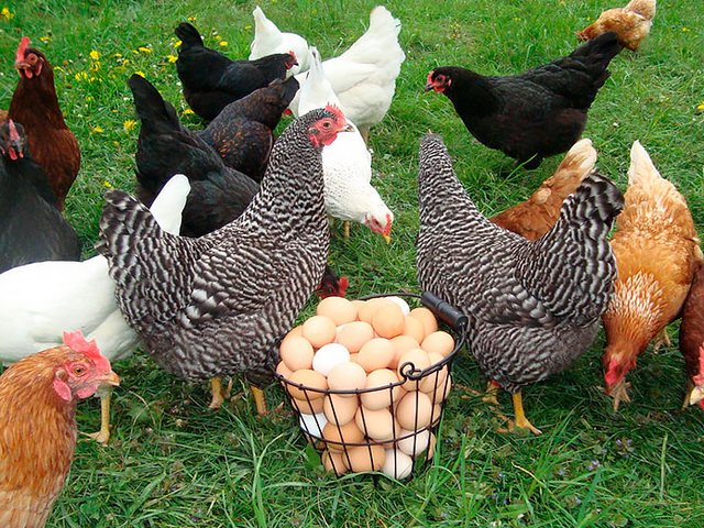 Содержание кур и уход за ними | ЗооТом - продажа, вязка и услуги для животных в Ханты-Мансийске