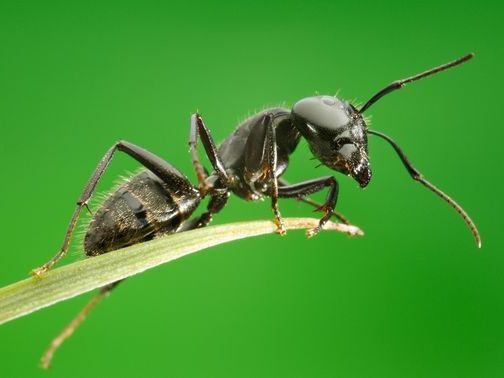 Все о муравьях в Ханты-Мансийске | ЗооТом портал о животных