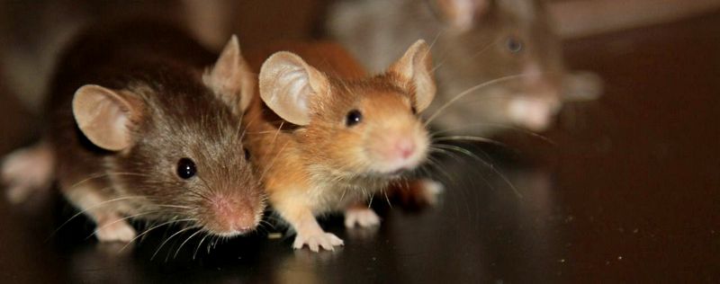 Все о мышах в Ханты-Мансийске | ЗооТом - продажа, вязка и услуги для животных в Ханты-Мансийске