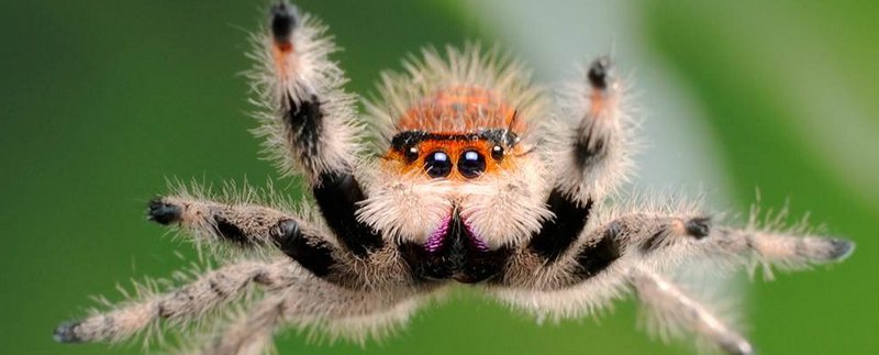 Все о пауках в Ханты-Мансийске | ЗооТом портал о животных