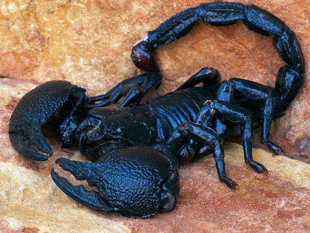 Все о скорпионах в Ханты-Мансийске | ЗооТом портал о животных