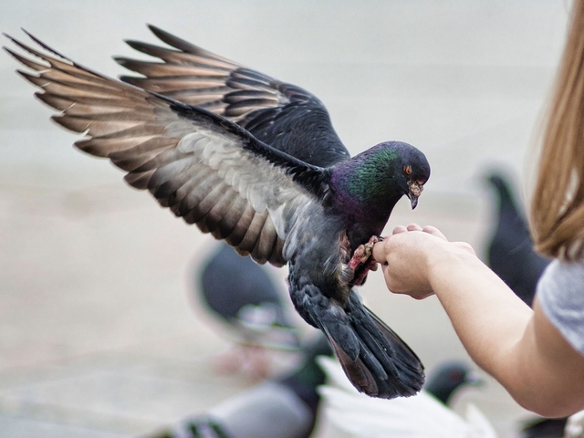 Все о голубях | ЗооТом - продажа, вязка и услуги для животных в Ханты-Мансийске