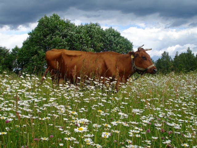 Все о коровах в Ханты-Мансийске | ЗооТом портал о животных