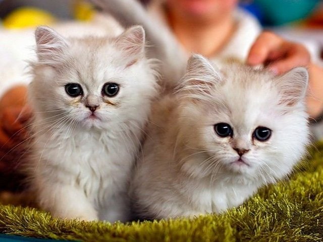 Породы кошек в Ханты-Мансийске | ЗооТом портал о животных