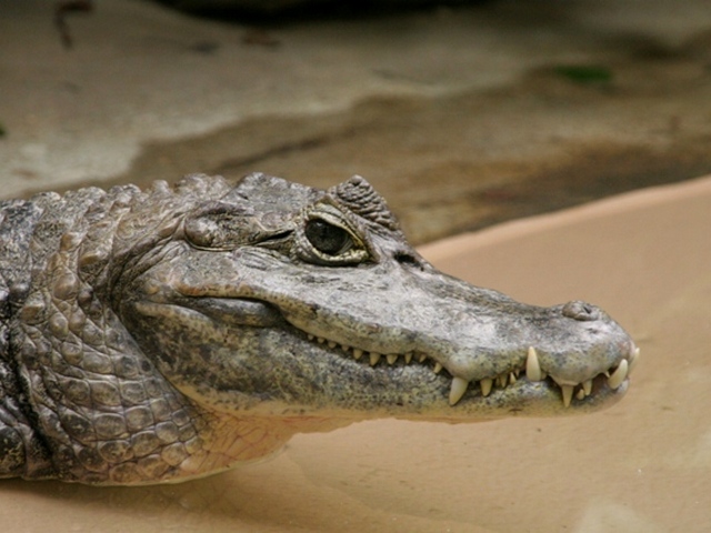 Все о крокодилах в Ханты-Мансийске | ЗооТом портал о животных