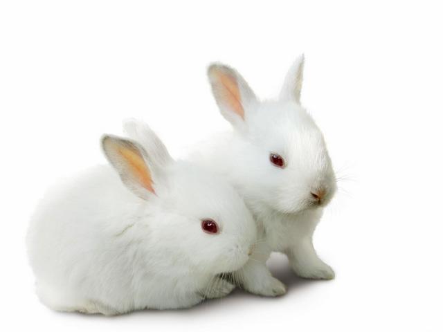 Все о кроликах в Ханты-Мансийске | ЗооТом портал о животных