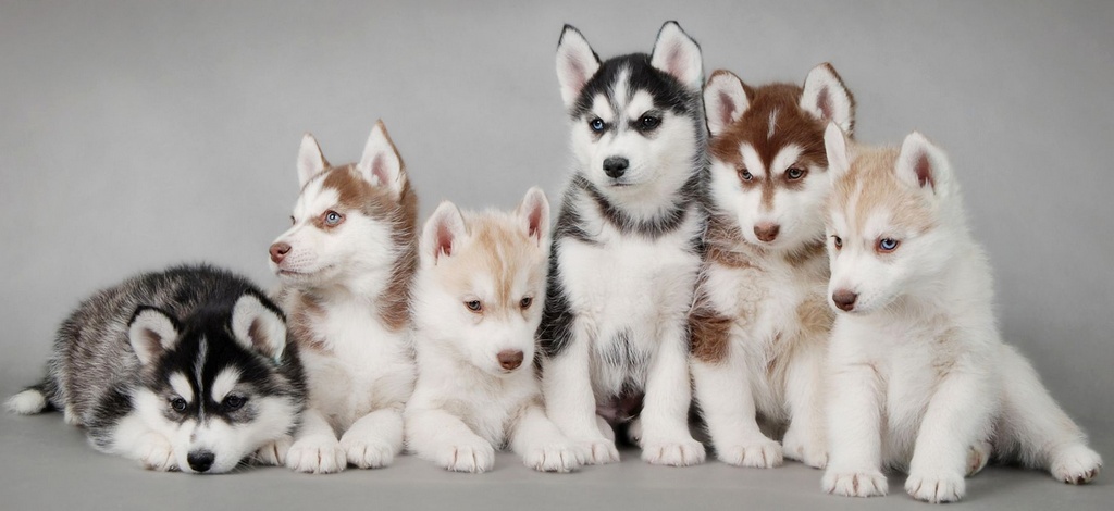 Объявления о собаках | ЗооТом - продажа, вязка и услуги для животных в Ханты-Мансийске