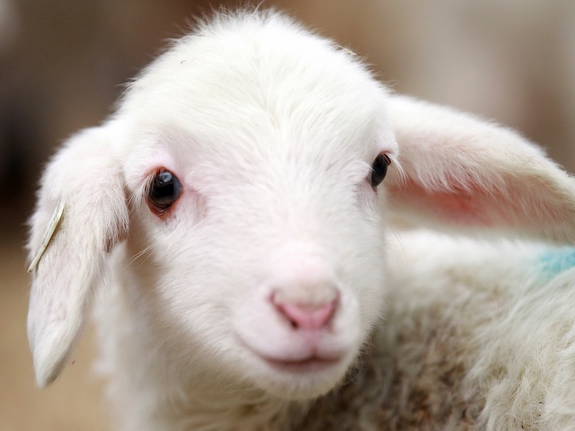 Овцы и бараны в Ханты-Мансийске | ЗооТом портал о животных