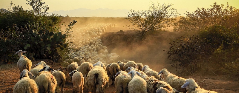Все об овцах в Ханты-Мансийске | ЗооТом портал о животных