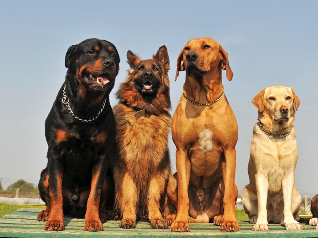 Крупные породы собак в Ханты-Мансийске | ЗооТом портал о животных