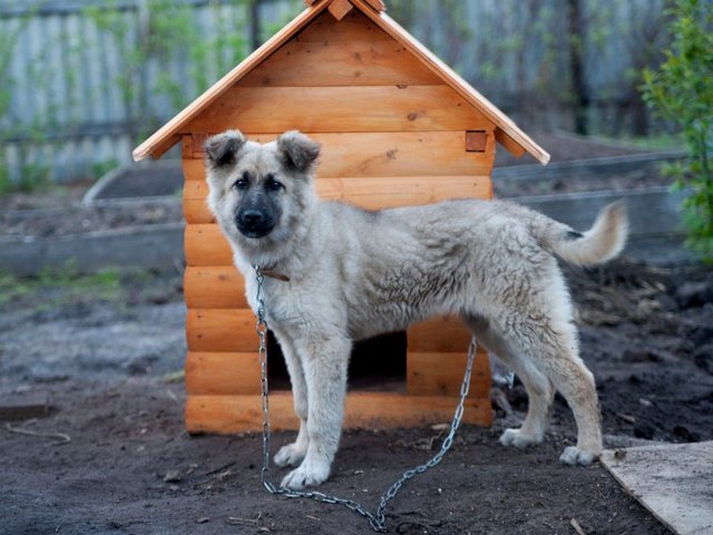 Все о собаках в Ханты-Мансийске