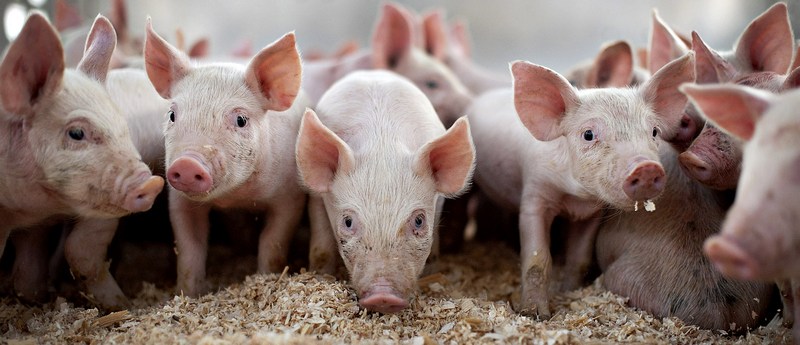 Все о свиньях в Ханты-Мансийске | ЗооТом портал о животных