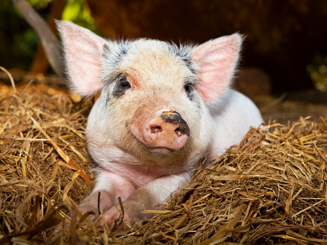 Все о свиньях в Ханты-Мансийске | ЗооТом портал о животных